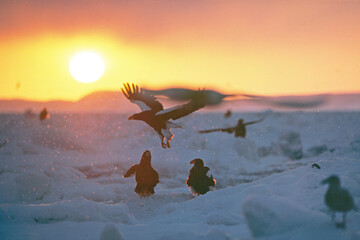 流氷から飛び立つオオワシ（北海道・知床）  © 愛 高行