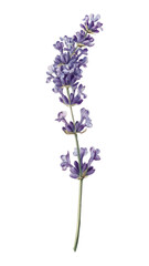 Obraz premium PNG Elegant lavender botanical illustration.