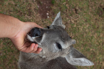 Obraz premium Young deer eating from human hand in natural environment