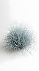 Fototapeta premium A close-up shot of blue fescue grass, showcasing its unique texture and shape