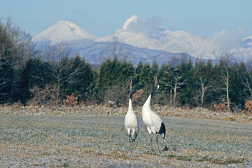 雌阿寒岳とタンチョウのつがい（北海道・鶴居村）  © 愛 高行