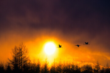 夕日と飛翔するタンチョウ（北海道・鶴居村）  © 愛 高行