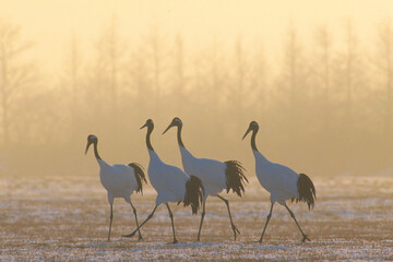 霧の中を歩くタンチョウ（北海道・鶴居村）  © 愛 高行