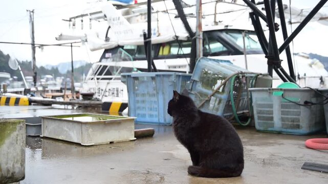 雪の残る日向東港であくびする黒猫 （福井県三方郡美浜町, 2026年2月）