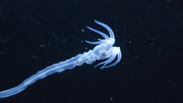 Transparent Bioluminescent Marine Organism in Deep Blue Ocean