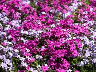 Fototapeta premium 公園に咲いた鮮やかな芝桜