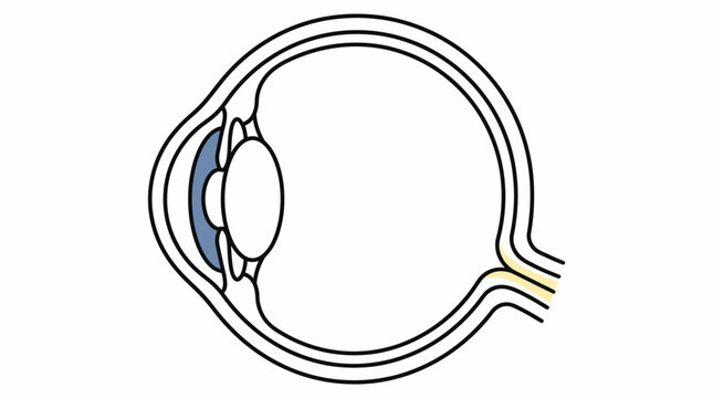 Detailed anatomical diagram of the human eye structure.