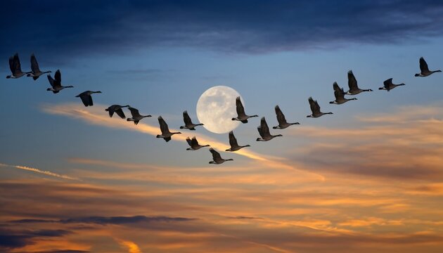 Geese in V Formation Fly Across a Sunset Sky.