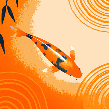 koi fish 
