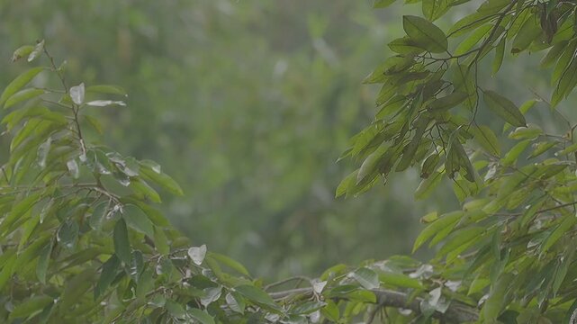 Peaceful scenery of a green thicket with organic textures and misty morning atmosphere.