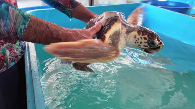 Close-up conservationist carefully holding a rescued sea turtle as it moves its flippers over a treatment tank.