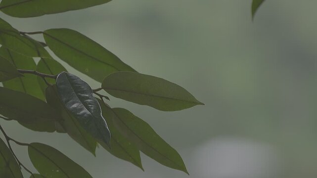 Peaceful scenery of a green thicket with organic textures and misty morning atmosphere.