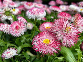 Bellis perennis Habanera White with Red Tips © Lucia Tieko