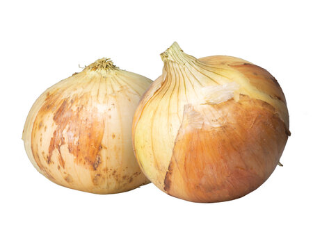 新タマネギ / seasonal onions