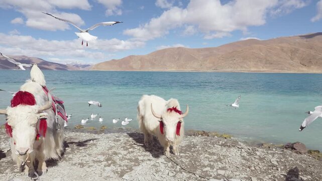 White yak and brown headed gull (Larus brunnicephalus) on the beach of Yamdrok Yumtso lake, peaceful landscape of mountains and lake with white clouds on blue sky, 4k slow motion footage Tibet travel