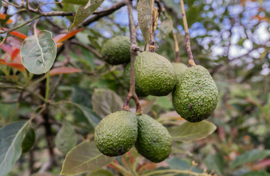Aguacates verdes en &aacute;rbol de cultivo tropical con enfoque selectivo en entorno natural
