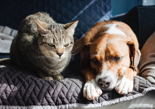 Dog and cat on sofa in sunny window spot. 2 bonded cat and dog lying together peacefully. Multi pet home, coexisting pets and interspecies friendships. Harrier mix and tabby cat. Selective focus.