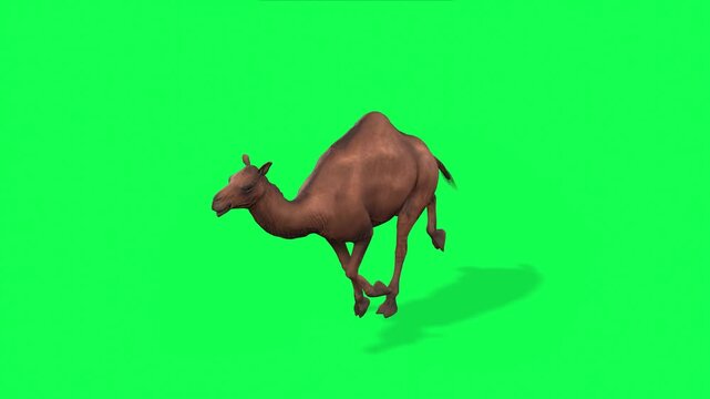 4k Arabian camel run cycle loop top view animation on isolated Green Screen Animal, 3D Realistic one-humped Dromedary camel running rendering on the chroma key, animation video for your rhymes. etc