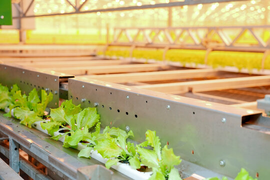 Lettuce plants grow in a hydroponic system inside a large indoor farm. Bright lights illuminate the setup, creating an ideal space for healthy plant development and growth