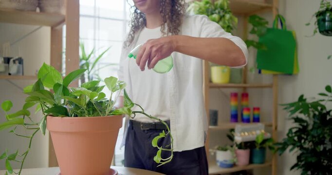 African nonbinary adult misting terracotta pot pothos at window table inspecting leaves for care