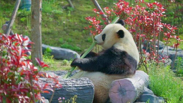 A cute adult giant panda from China feeds itself bamboo with its paws.
