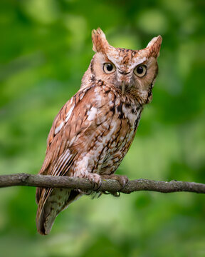 Red morph eastern screech owl
