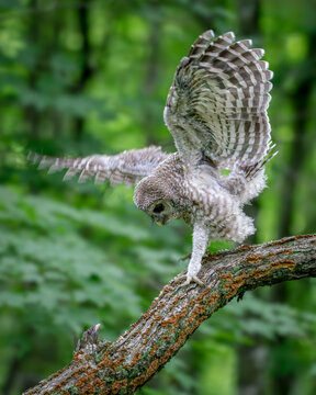 Barred owlet branching