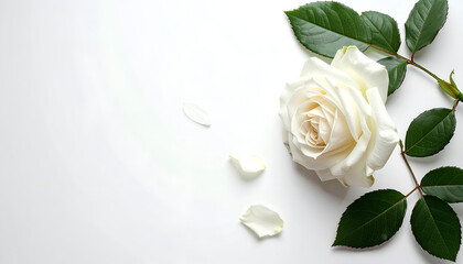 Fototapeta premium A pristine white rose and scattered petals rest on a clean, white surface, creating a delicate and elegant composition.