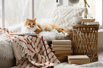 Cute fluffy cat with books and plaid lying near window at home