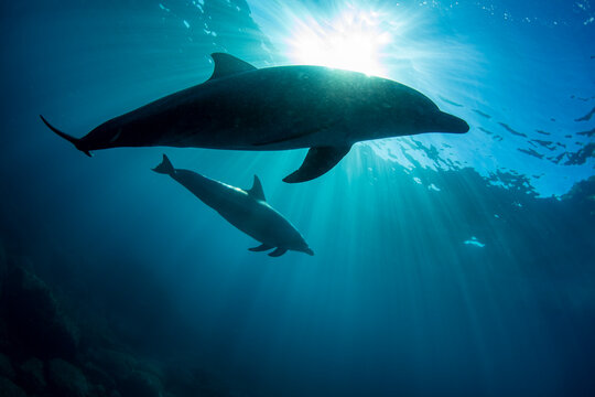 Sunlight and two wild dolphins