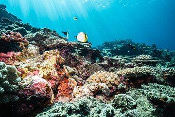 Obraz premium Butterflyfish and Reef Fishes in Clear Blue Water