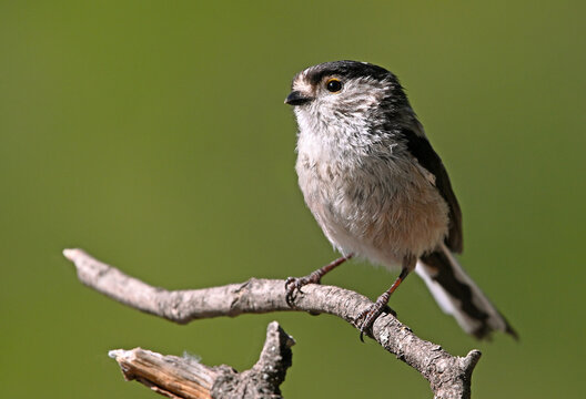 a beautiful mythical bird perched on  branch