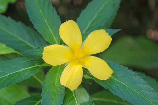 Yellow Turnera Ulmifolia Flower Close Up