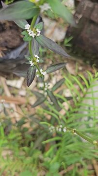 Macro footage of a Spermacoce buttonweed plant, featuring dark green leaves and clusters of tiny white flowers at the nodes, filmed with a soft blurred background.