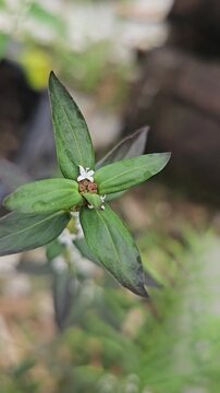 Macro footage of a Spermacoce buttonweed plant, featuring dark green leaves and clusters of tiny white flowers at the nodes, filmed with a soft blurred background.