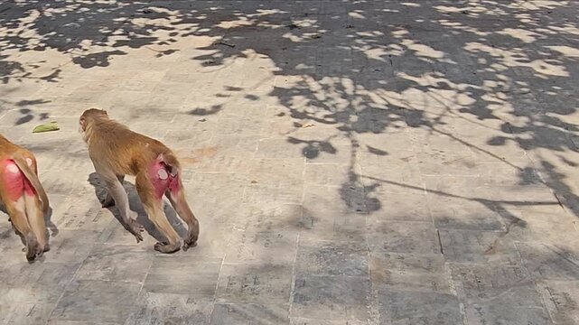 Two Rhesus Macaques
