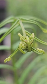 Macro time-lapse of a vibrant green fern fiddlehead slowly unfurling. The intricate spiral patterns of the young frond are highlighted against a soft, blurred background.