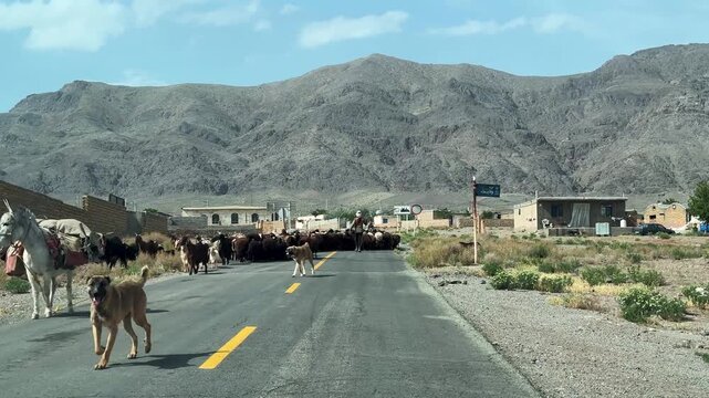animals flock road crossing blocking movement migration dusty tradition culture local people Iran California wild terrain hillside goats sheep herd herding livestock grazing pastoral agriculture rural