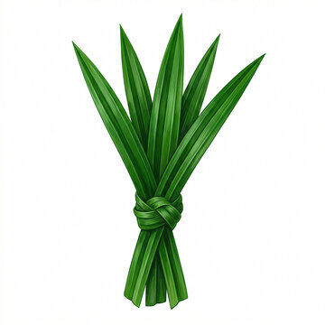 Fresh Pandan Leaf Daun Pandan Illustration &mdash; Indonesian Herb Aromatic Tropical Flavoring