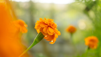 Obraz premium Orange marigold flower in soft light with blurred green background
