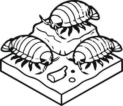 Line art vector illustration of giant isopods on the seabed