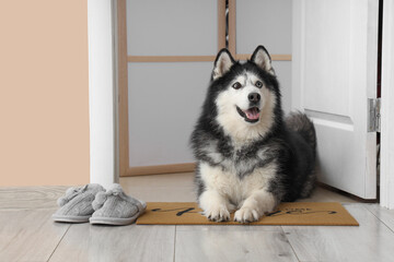 Cute Husky dog with slippers lying on mat at open door in hallway © Pixel-Shot
