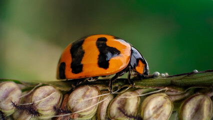 Macro shot of an orange ladybug with black stripes crawling on a wildflower bud © Elia