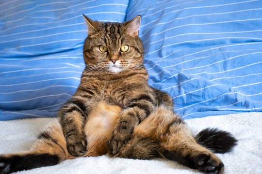 Scottish Straight cat of the Tabby color (Felis catus). Funny cat sitting in human pose