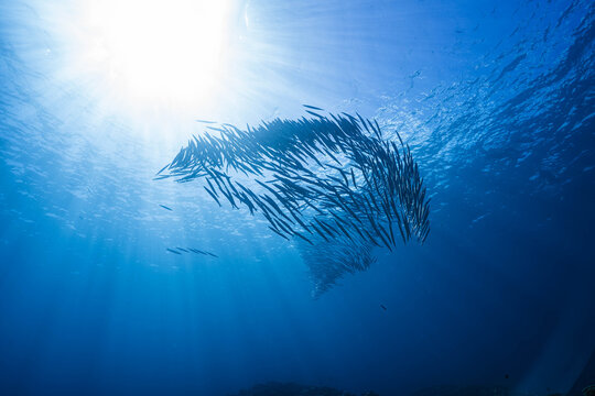 Barracuda fish school moving together underwater
