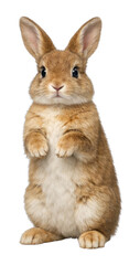 Obraz premium PNG Adorable fluffy rabbit standing upright.