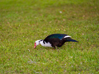 Obraz premium Muscovy duck Cairina moschata foraging for food on a green grassy lawn with its head down in a bright public park.