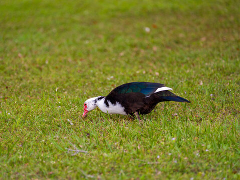 Muscovy duck Cairina moschata foraging for food on a green grassy lawn with its head down in a bright public park.