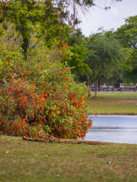 Flowering red Bottlebrush bush Callistemon grows on the edge of a calm lake under a cloudy sky in a public park.