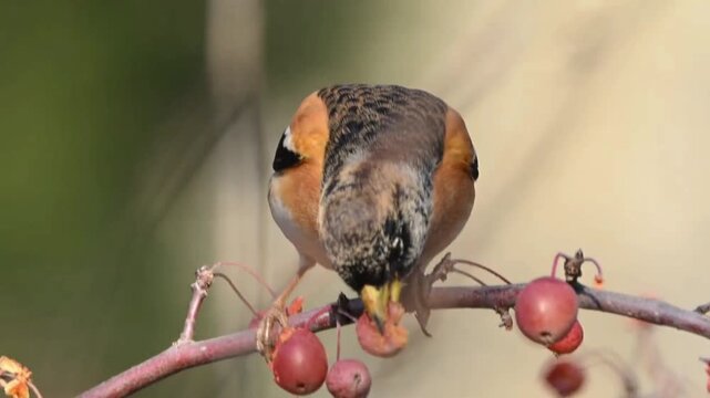 Brambling Bird Eating Red Berries on a Tree Branch